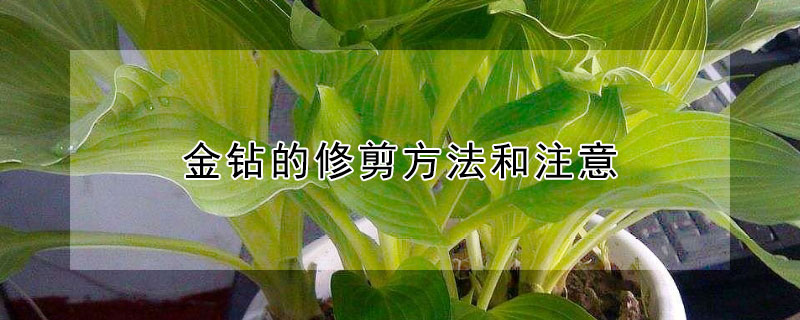 金钻的修剪方法和注意 金钻修剪教程