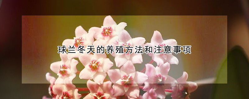 球兰冬天的养殖方法和注意事项（球兰冬天的养殖方法和注意事项图片）
