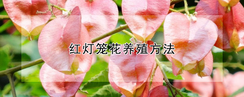 红灯笼花养殖方法（红灯笼花养殖方法和技术）