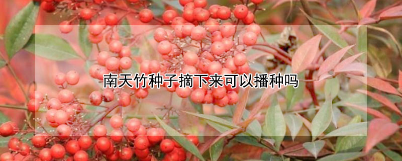 南天竹种子摘下来可以播种吗（南天竹种子怎么催芽）