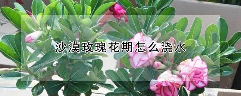 沙漠玫瑰花期怎么浇水（沙漠玫瑰花期浇水施肥）