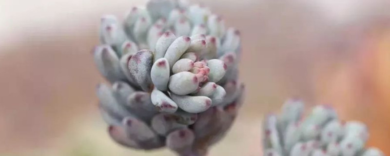 蓝豆叶子萎缩原因 蓝豆叶子皱了怎么办