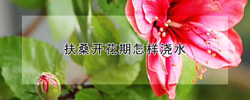 扶桑开花期怎样浇水（扶桑开花期怎样浇水最好）