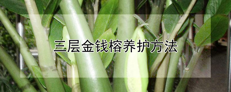 三层金钱榕养护方法（三层金钱榕图片）