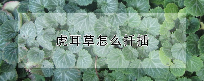 虎耳草怎么扦插（虎耳草怎么扦插视频）