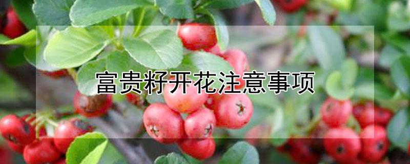 富贵籽开花注意事项 富贵籽开花注意事项是什么