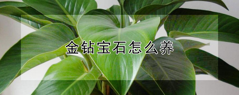 金钻宝石怎么养（金钻宝石多久开一次花）