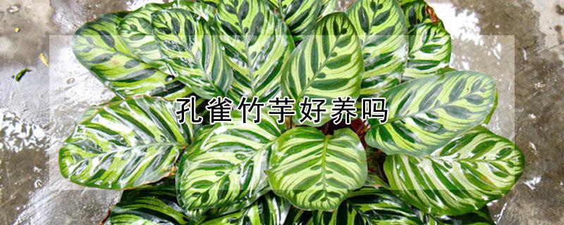 孔雀竹芋好养吗（孔雀竹芋好养吗叶子容易黄吗）