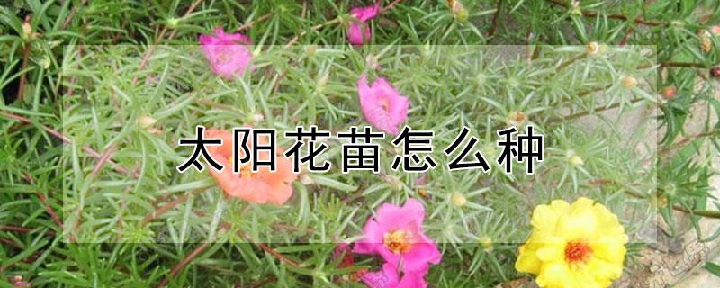 太阳花苗怎么种 太阳花苗怎么种视屏