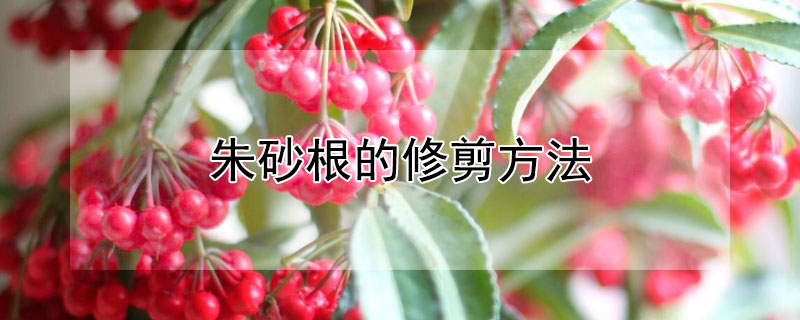 朱砂根的修剪方法（朱砂根的修剪方法视频）
