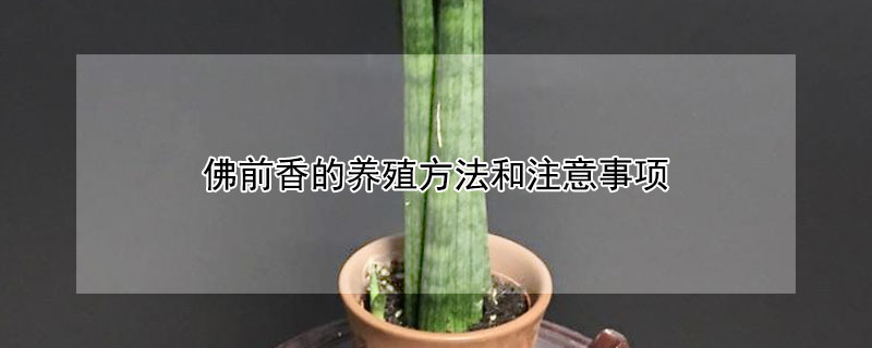 佛前香的养殖方法和注意事项 佛前香是什么植物