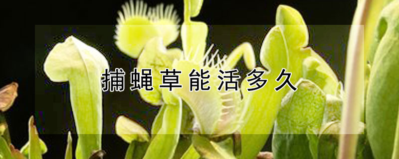 捕蝇草能活多久 捕蝇草可以用手摸吗
