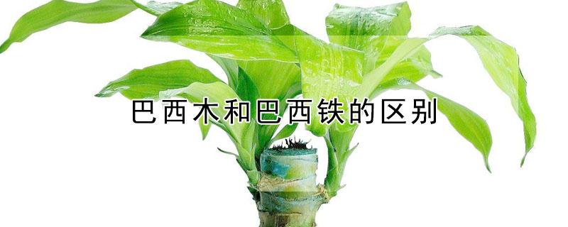 巴西木和巴西铁的区别（巴西木和巴西铁的区别图片）