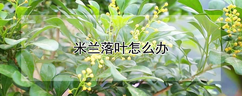 米兰落叶怎么办 米兰落叶怎么办小妙招