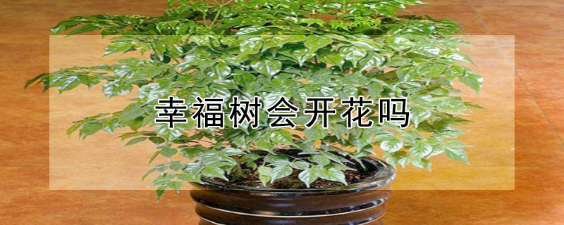 幸福树会开花吗 幸福树会开花吗?