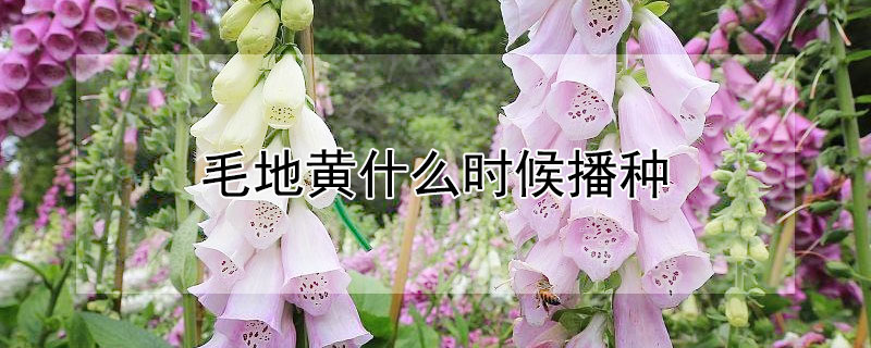 毛地黄什么时候播种 毛地黄几月移栽