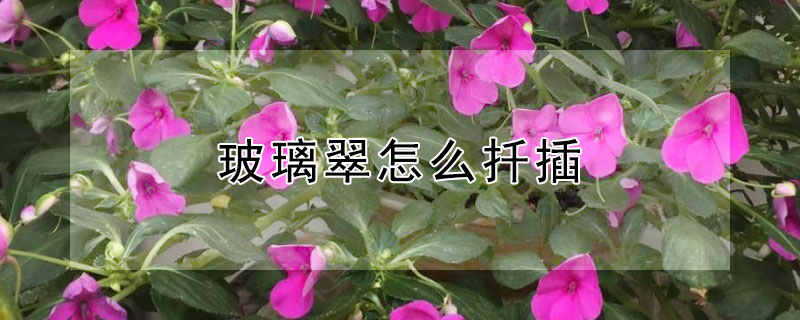 玻璃翠怎么扦插 玻璃翠怎么扦插视频