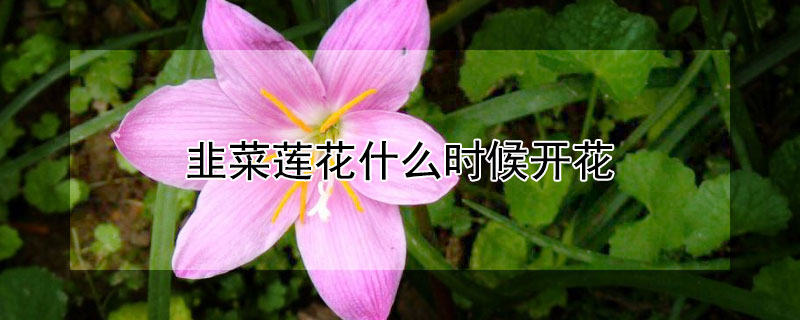 韭菜莲花什么时候开花 韭菜莲花什么时候开花结果