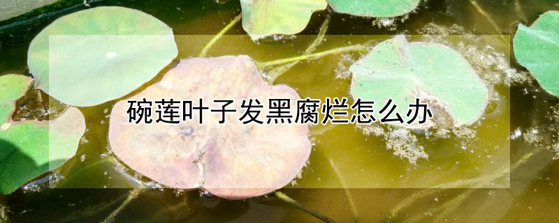 碗莲叶子发黑腐烂怎么办 碗莲叶子发黑腐烂怎么办视频