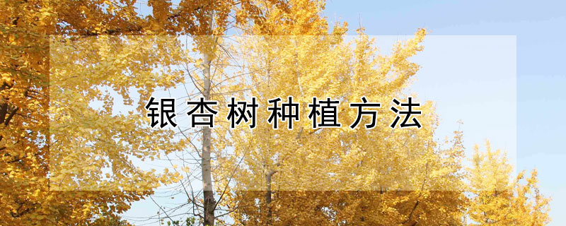 银杏树种植方法 银杏树种植方法和注意事项