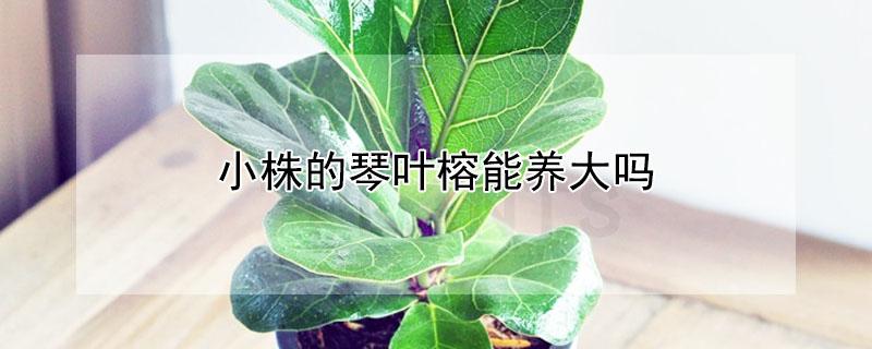 小株的琴叶榕能养大吗（小株的琴叶榕能养大吗视频）