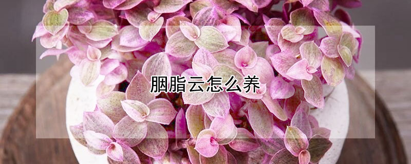 胭脂云怎么养 胭脂云怎么养才能变紫色