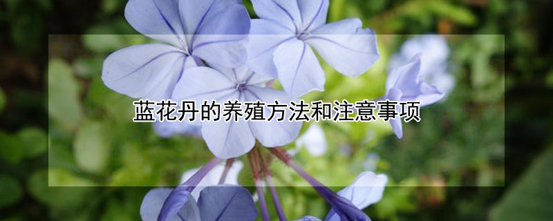 蓝花丹的养殖方法和注意事项 蓝花丹如何养殖