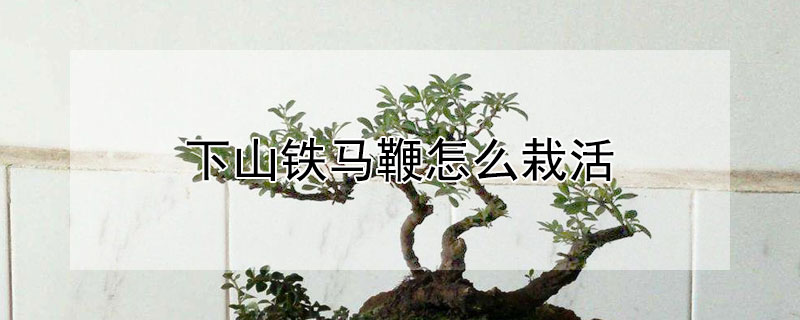 下山铁马鞭怎么栽活 下山铁马鞭怎么栽活的