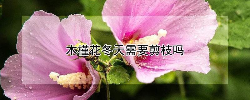 木槿花冬天需要剪枝吗 木槿花冬天需要剪枝吗北方
