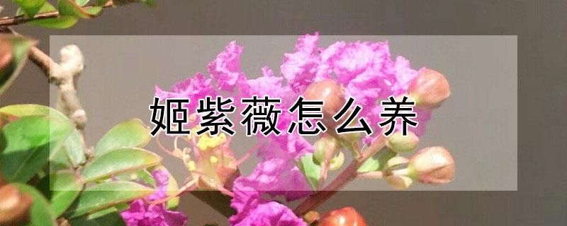姬紫薇怎么养（姬紫薇的养殖方法和注意事项）