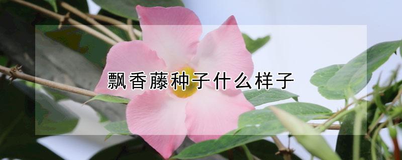 飘香藤种子什么样子 飘香藤的种子种植方法