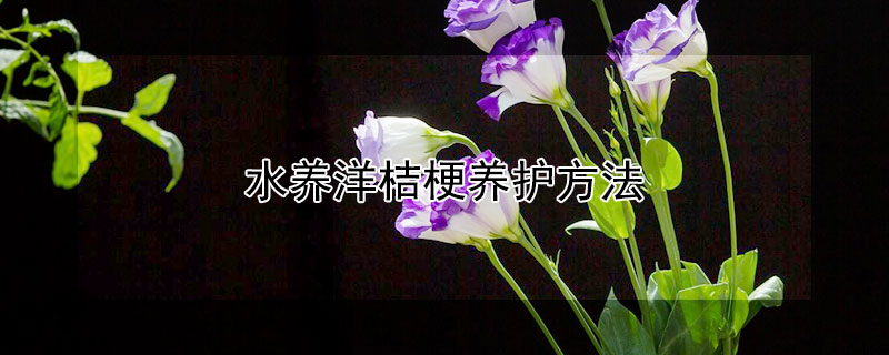 水养洋桔梗养护方法（水养洋桔梗养护方法以及注意事项）