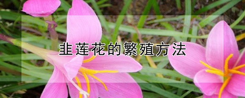 韭莲花的繁殖方法（韭莲花期多长时间）