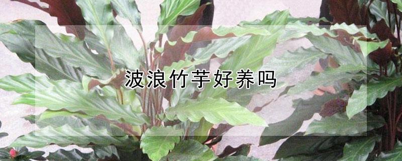 波浪竹芋好养吗（波浪竹芋好养吗）