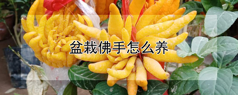 盆栽佛手怎么养 佛手盆栽养殖方法和注意事项