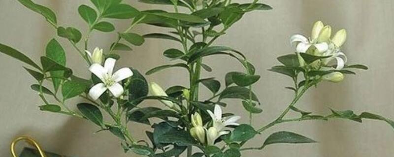 九里香树桩的养护方法 九里香树桩的养护方法和管理
