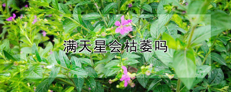 满天星会枯萎吗 满天星会枯萎吗歌曲