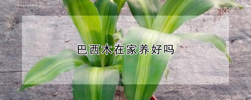 巴西木在家养好吗 巴西木在家养好吗风水
