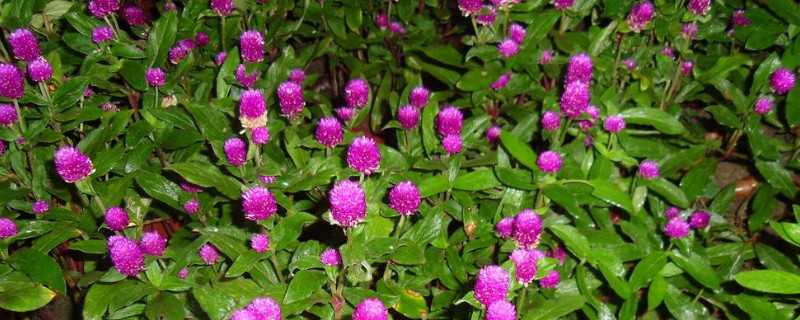 千日红鲜花怎么养护 千日红的花期