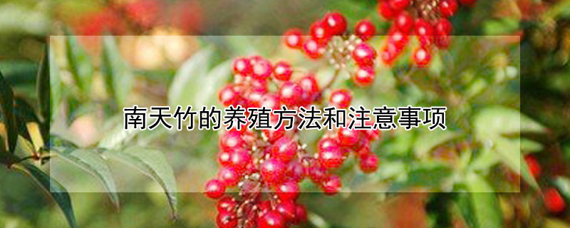 南天竹的养殖方法和注意事项 南天竹的养殖方法和注意事项 盆栽