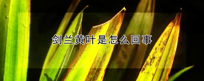 剑兰黄叶是怎么回事（剑兰叶子发黄怎么办）