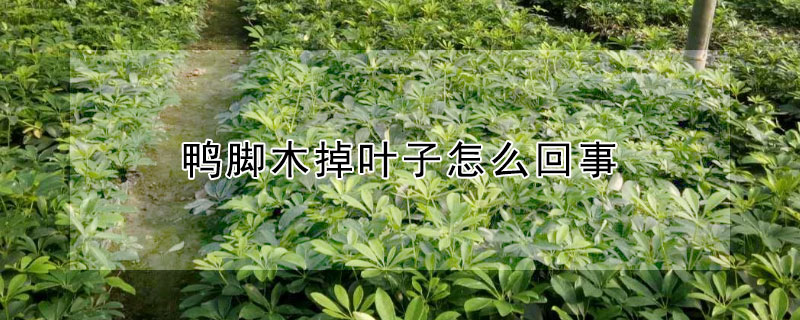 鸭脚木掉叶子怎么回事（鸭脚木掉叶子但有新叶长出什么情况）