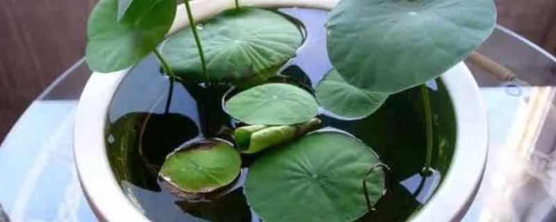 碗莲的种植方法水培（碗莲的种植方法水培不用土行吗）