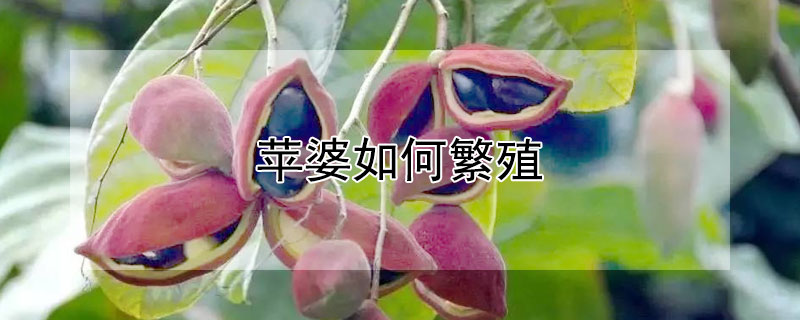 苹婆如何繁殖 苹婆种植技术