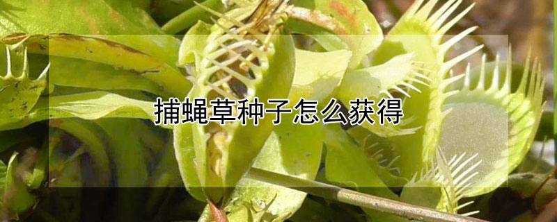 捕蝇草种子怎么获得 捕蝇草种子怎么获得图片