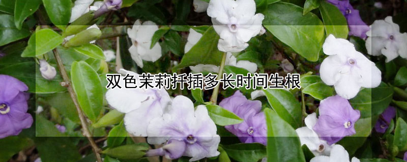 双色茉莉扦插多长时间生根（双色茉莉扦插多长时间生根发芽）