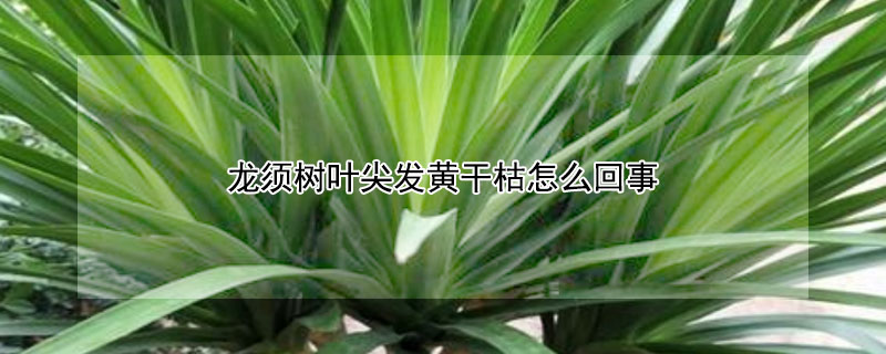 龙须树叶尖发黄干枯怎么回事（龙血树叶子发黄干枯怎么补救）