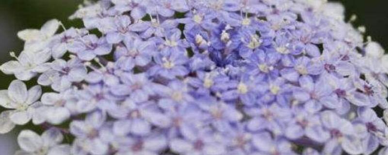 翠珠鲜切花的养护 翠珠鲜切花的养护要点
