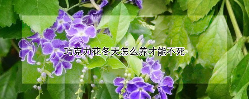 巧克力花冬天怎么养才能不死 巧克力花怎么过冬