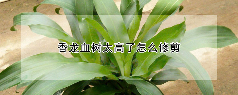 香龙血树太高了怎么修剪 香龙血树太高了怎么修剪好看